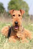 AIREDALE TERRIER 189